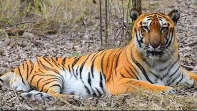 According to the locals, a tiger suddenly came out and attacked one farmer working in a paddy field on Sunday morning. (Representational image) According to the locals, a tiger suddenly came out and attacked one farmer working in a paddy field on Sunday morning. (Representational image)