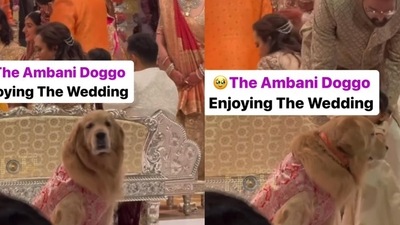 Anant Ambani, Radhika Merchant wedding: Happy, the golden retriever, made a brief heartwarming appearance on the mandap. Anant Ambani, Radhika Merchant wedding: Happy, the golden retriever, made a brief heartwarming appearance on the mandap.