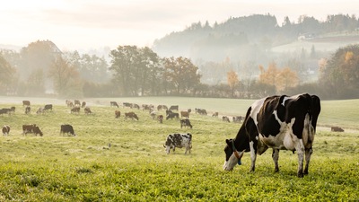 Compressed biogas (CBG), which can be produced from the manure can also help the government meet its cleaner energy targets before 2030. (Shutterstock) Compressed biogas (CBG), which can be produced from the manure can also help the government meet its cleaner energy targets before 2030. (Shutterstock)