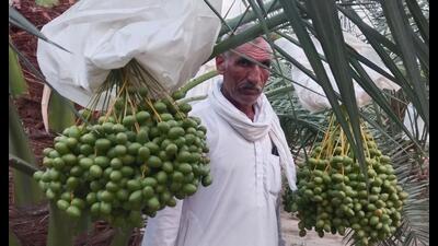 Farmer Dara Singh at date palm field at Khippanwali village near Abohar in Fazilka district. (HT photo) Farmer Dara Singh at date palm field at Khippanwali village near Abohar in Fazilka district. (HT photo)