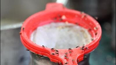 Houseflies on a strainer at a juice vendor on Sunday. (Arvind Yadav/HT) Houseflies on a strainer at a juice vendor on Sunday. (Arvind Yadav/HT)