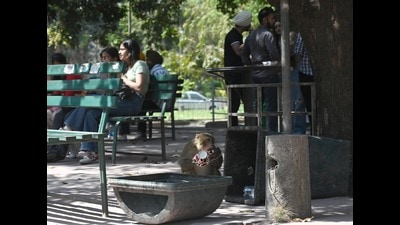 Monkey menace at Panjab University is back amid the start of the 2024-25 academic session. (HT Photo) Monkey menace at Panjab University is back amid the start of the 2024-25 academic session. (HT Photo)