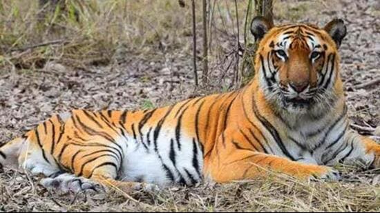 According to the locals, a tiger suddenly came out and attacked one farmer working in a paddy field on Sunday morning. (Representational image)