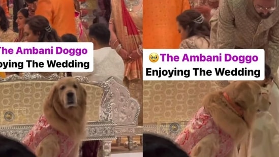 Anant Ambani, Radhika Merchant wedding: Happy, the golden retriever, made a brief heartwarming appearance on the mandap.