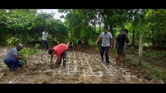 Saplings being planted using Miyawaki method along the Ganga banks. (HT Photo)