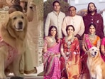 Happy Ambani, the Ambanis' adorable golden retriever 