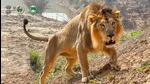There are 150 animals in Jammu’s Jambu Zoo of which 18 species, including lion, tiger, leopard, snakes, crocodiles, Himalayan black bear, porcupines and avians, can be adopted. There are 150 animals in Jammu’s Jambu Zoo of which 18 species, including lion, tiger, leopard, snakes, crocodiles, Himalayan black bear, porcupines and avians, can be adopted.