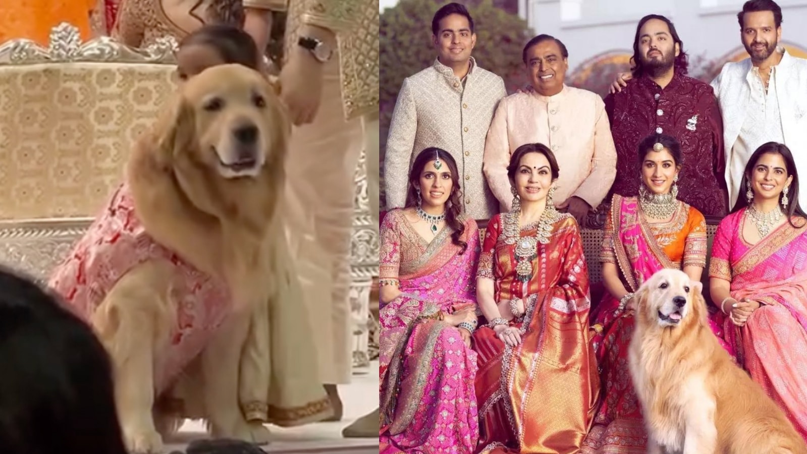 Who is Happy Ambani: The viral furry sensation from Anant Ambani and Radhika Merchant's wedding