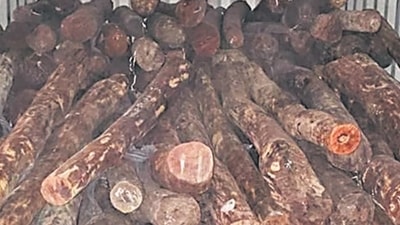 Rich hue and therapeutic properties of red sanders fuel smuggling attempts