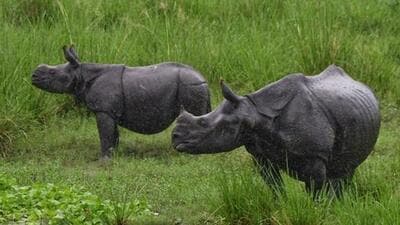 In the past eight years, a total of 85 rhinos have died in KNPTR during floods with 24 dying in 2017 alone. (PTI file photo)
