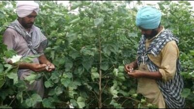 Teams have been constituted in the cotton cultivating districts of Muktsar, Fazilka, Faridkot, Moga, Bathinda, Mansa, Barnala and Sangrur. (HT)