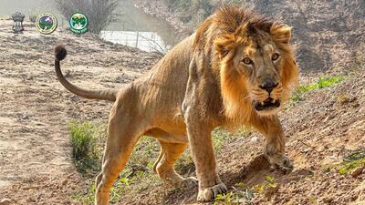There are 150 animals in Jammu’s Jambu Zoo of which 18 species, including lion, tiger, leopard, snakes, crocodiles, Himalayan black bear, porcupines and avians, can be adopted. There are 150 animals in Jammu’s Jambu Zoo of which 18 species, including lion, tiger, leopard, snakes, crocodiles, Himalayan black bear, porcupines and avians, can be adopted.