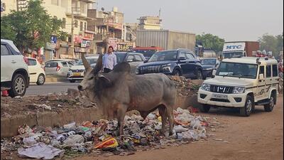 Waste dumped along National Highway 48 in Manesar, Gurugram on Monday. (HT Photo) Waste dumped along National Highway 48 in Manesar, Gurugram on Monday. (HT Photo)