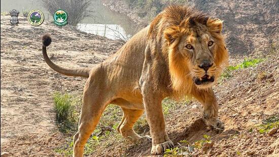 There are 150 animals in Jammu’s Jambu Zoo of which 18 species, including lion, tiger, leopard, snakes, crocodiles, Himalayan black bear, porcupines and avians, can be adopted.