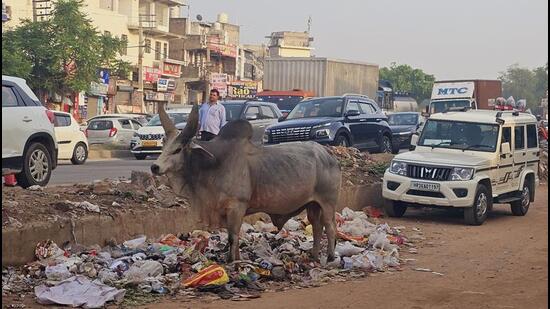 Waste dumped along National Highway 48 in Manesar, Gurugram on Monday. (HT Photo)