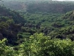 The Hasdeo Arand forest in Chhattisgarh. (HT File Photo) The Hasdeo Arand forest in Chhattisgarh. (HT File Photo)