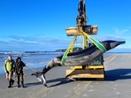 New Zealand Department of Conservation shows rangers Jim Fyfe (L) and Tumai Cassidy walking beside what appears to be the carcass of a rare spade-toothed whale after it was discovered washed ashore on a beach near Taieri Mouth in New Zealand's southern Otago province. (AFP) New Zealand Department of Conservation shows rangers Jim Fyfe (L) and Tumai Cassidy walking beside what appears to be the carcass of a rare spade-toothed whale after it was discovered washed ashore on a beach near Taieri Mouth in New Zealand's southern Otago province. (AFP)