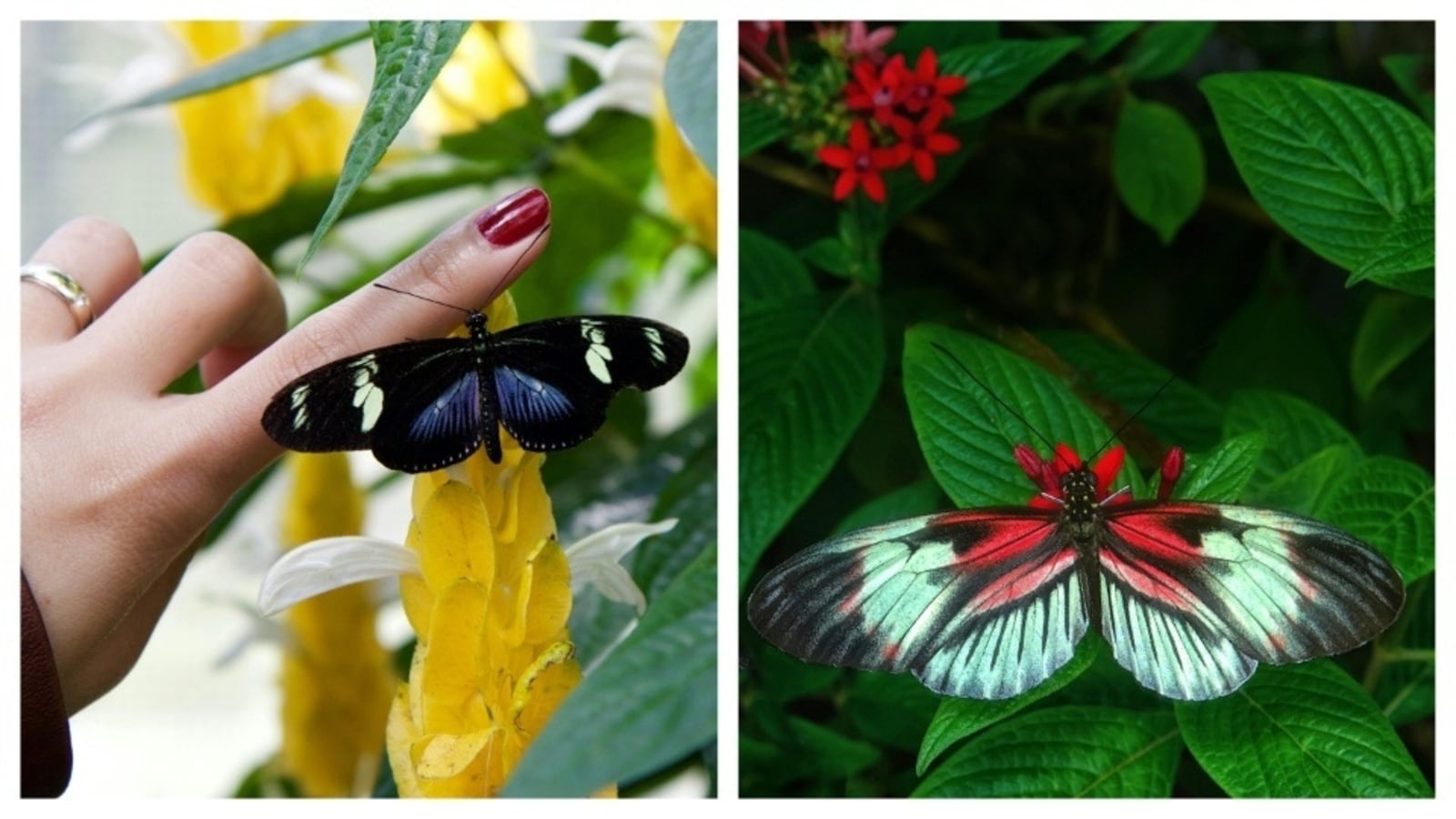 Create your fairytale garden with these plants, attract beautiful butterflies