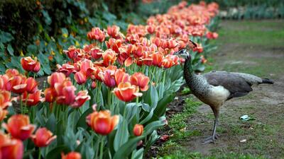 A peacock in the Tulip Garden of Lodhi Garden. (ANI) A peacock in the Tulip Garden of Lodhi Garden. (ANI)
