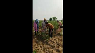 A team of PAU led by principal entomologist Vijay Kumar inspect a cotton field in Mansa on Tuesday. (HT) A team of PAU led by principal entomologist Vijay Kumar inspect a cotton field in Mansa on Tuesday. (HT)