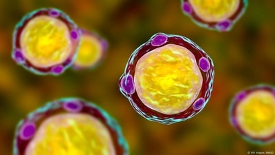 Blastocystis are tiny single-cell organisms that live in human and non-human animal guts. Scientists have been debating whether they are harmful or not. (DW/YAY Images/IMAGO) Blastocystis are tiny single-cell organisms that live in human and non-human animal guts. Scientists have been debating whether they are harmful or not. (DW/YAY Images/IMAGO)