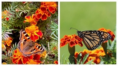 Marigolds are ubiquitous in India. They are fairly easy to grow and low-maintenance. These yellow-orange flowers look beautiful against the butterflies, bringing sunshine with a dash of fluttering colours to your garden. (Pexels) Marigolds are ubiquitous in India. They are fairly easy to grow and low-maintenance. These yellow-orange flowers look beautiful against the butterflies, bringing sunshine with a dash of fluttering colours to your garden. (Pexels)