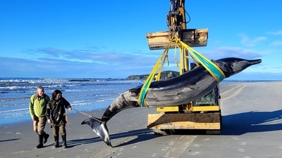 New Zealand Department of Conservation shows rangers Jim Fyfe (L) and Tumai Cassidy walking beside what appears to be the carcass of a rare spade-toothed whale after it was discovered washed ashore on a beach near Taieri Mouth in New Zealand's southern Otago province. (AFP) New Zealand Department of Conservation shows rangers Jim Fyfe (L) and Tumai Cassidy walking beside what appears to be the carcass of a rare spade-toothed whale after it was discovered washed ashore on a beach near Taieri Mouth in New Zealand's southern Otago province. (AFP)