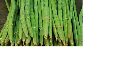 The drumstick is not just a plant; it is a powerhouse of nutrition (Pic for representation) The drumstick is not just a plant; it is a powerhouse of nutrition (Pic for representation)