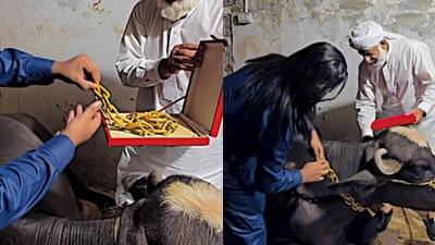 Man adorning the gold chain on the buffalo. (Instagram/@MuhammadDanishYaqoob)