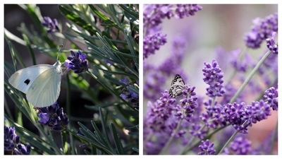 Lavender is known for its fragrance and gorgeous colour. It seems like this herb is also one of the favorites of the winged bugs. Although lavender requires more care, it's totally worth it when you see the butterflies hovering over the purple flowers. (Pixabay) Lavender is known for its fragrance and gorgeous colour. It seems like this herb is also one of the favorites of the winged bugs. Although lavender requires more care, it's totally worth it when you see the butterflies hovering over the purple flowers. (Pixabay)