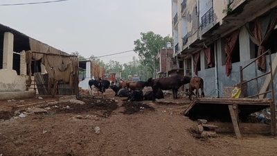 The Madanpur Khadar dairy allotment, to be made into a pilot project by the Delhi authorities, has been facing problems with waste disposal due to the lack of a biogas plant The Madanpur Khadar dairy allotment, to be made into a pilot project by the Delhi authorities, has been facing problems with waste disposal due to the lack of a biogas plant