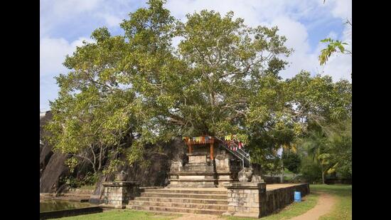 The sacred Bodhi tree in the Palace-temple of Isurumuniya in Anuradhapura, Sri Lanka. (Shutterstock) The sacred Bodhi tree in the Palace-temple of Isurumuniya in Anuradhapura, Sri Lanka. (Shutterstock)