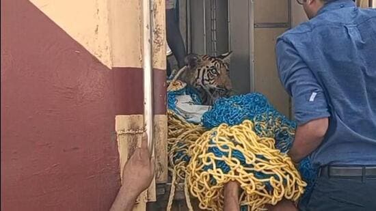 MS Dabar, divisional forest officer, Sehore, said the tiger cubs were rescued by a joint team and are doing well