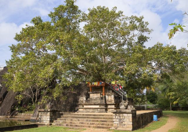 The sacred Bodhi tree in the Palace-temple of Isurumuniya in Anuradhapura, Sri Lanka. (Shutterstock) The sacred Bodhi tree in the Palace-temple of Isurumuniya in Anuradhapura, Sri Lanka. (Shutterstock)