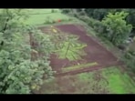 Lord Vithal's image created on the paddy field. 