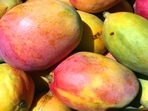 'Project Mango Unnati' aims to revolutionise sustainable mango cultivation initiative, focusing on the Alphonso and Totapuri varieties in Karnataka. (Unsplash) 'Project Mango Unnati' aims to revolutionise sustainable mango cultivation initiative, focusing on the Alphonso and Totapuri varieties in Karnataka. (Unsplash)