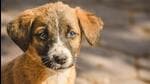 Uday Kumar, SHO of the Ekma police station, said they were waiting for the postmortem report (Anipixels.com via Peta India) Uday Kumar, SHO of the Ekma police station, said they were waiting for the postmortem report (Anipixels.com via Peta India)