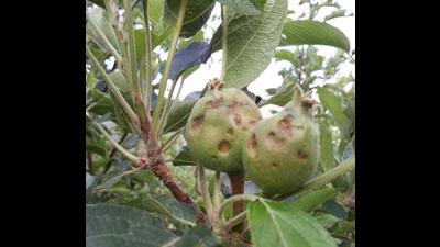 A team of scientists from Dr YS Parmar University of Horticulture and Forestry in Nauni found that the disease has spread across orchards in major apple-growing regions of the state. (HT file photo) A team of scientists from Dr YS Parmar University of Horticulture and Forestry in Nauni found that the disease has spread across orchards in major apple-growing regions of the state. (HT file photo)