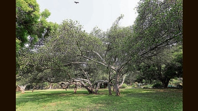 Chandigarh municipal corporation (MC) along with Dehradun-based Forest Research Institute (FRI) has completed tree enumeration and health status assessment of trees in the city’s sectoral areas and will now start the survey in erstwhile villages. (Representational image) Chandigarh municipal corporation (MC) along with Dehradun-based Forest Research Institute (FRI) has completed tree enumeration and health status assessment of trees in the city’s sectoral areas and will now start the survey in erstwhile villages. (Representational image)
