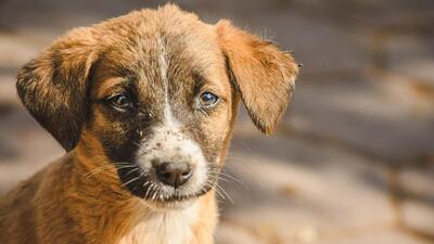 Uday Kumar, SHO of the Ekma police station, said they were waiting for the postmortem report (Anipixels.com via Peta India)