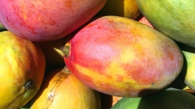 'Project Mango Unnati' aims to revolutionise sustainable mango cultivation initiative, focusing on the Alphonso and Totapuri varieties in Karnataka. (Unsplash) 'Project Mango Unnati' aims to revolutionise sustainable mango cultivation initiative, focusing on the Alphonso and Totapuri varieties in Karnataka. (Unsplash)