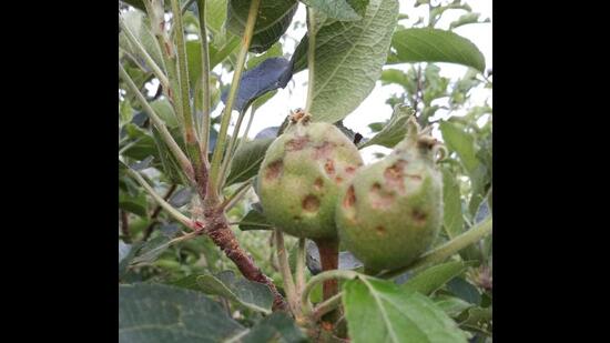 A team of scientists from Dr YS Parmar University of Horticulture and Forestry in Nauni found that the disease has spread across orchards in major apple-growing regions of the state. (HT file photo)