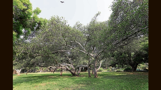 Chandigarh municipal corporation (MC) along with Dehradun-based Forest Research Institute (FRI) has completed tree enumeration and health status assessment of trees in the city’s sectoral areas and will now start the survey in erstwhile villages. (Representational image)