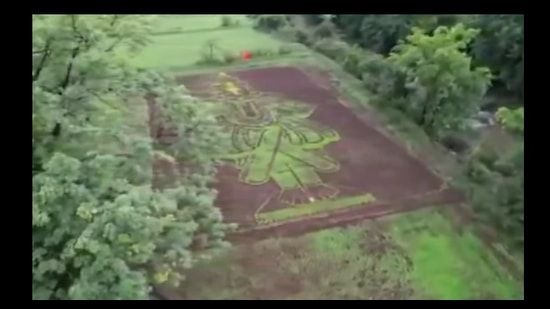 Lord Vithal's image created on the paddy field. 