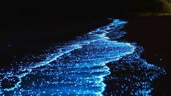 Due to the presence of a particular type of plankton, these beaches glow at night.