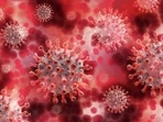 Severe viral infections can arise in people with a compromised type 1 interferon system because the body is unable to mount a complete defence. Severe viral infections can arise in people with a compromised type 1 interferon system because the body is unable to mount a complete defence.