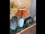 Snapshot of the owls at the cafe. Snapshot of the owls at the cafe.