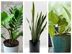 These no-nonsense plants will make you proud. These no-nonsense plants will make you proud.