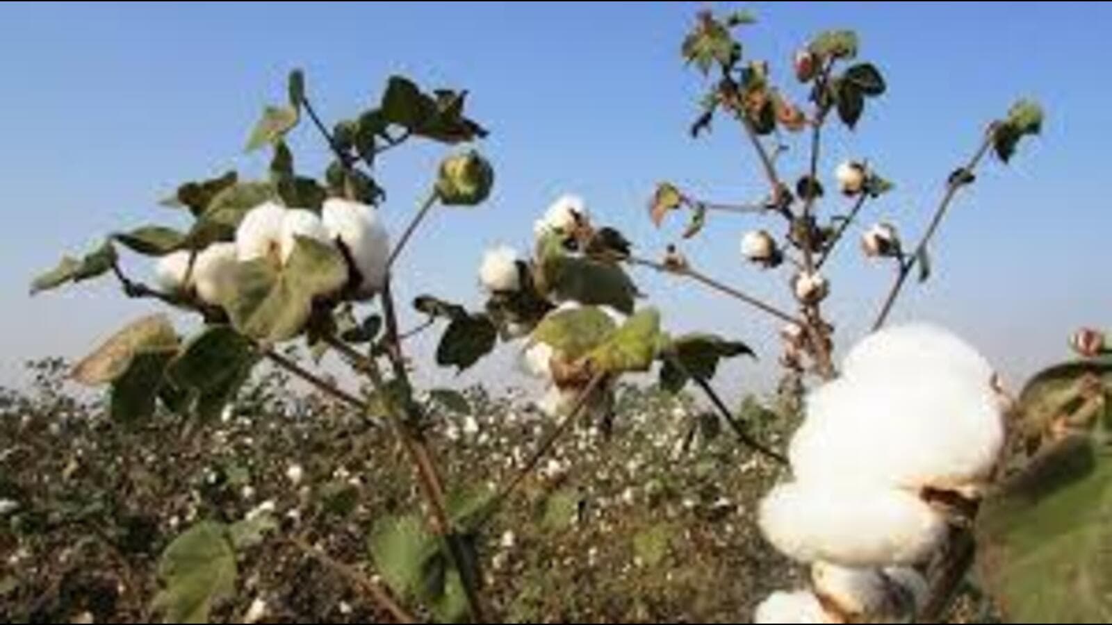 Punjab seeks nod to BG-3 cotton seeds to curb whitefly attacks