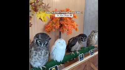 Snapshot of the owls at the cafe. Snapshot of the owls at the cafe.